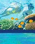 Whitsundays Reef Tour