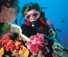 Scuba Diving Whitsundays